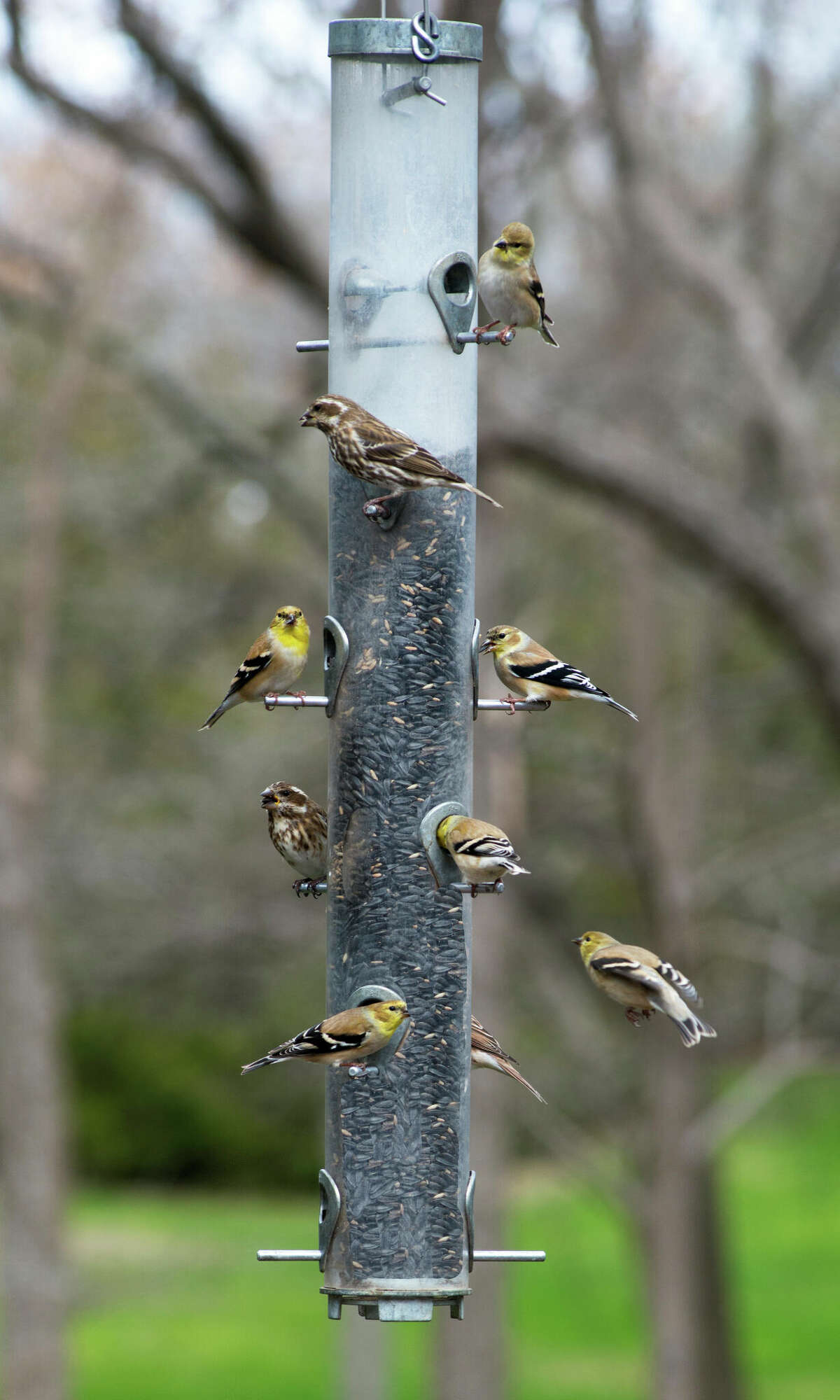 Goldfinches visit Sperry feeders with black oil-type sunflower seeds.
