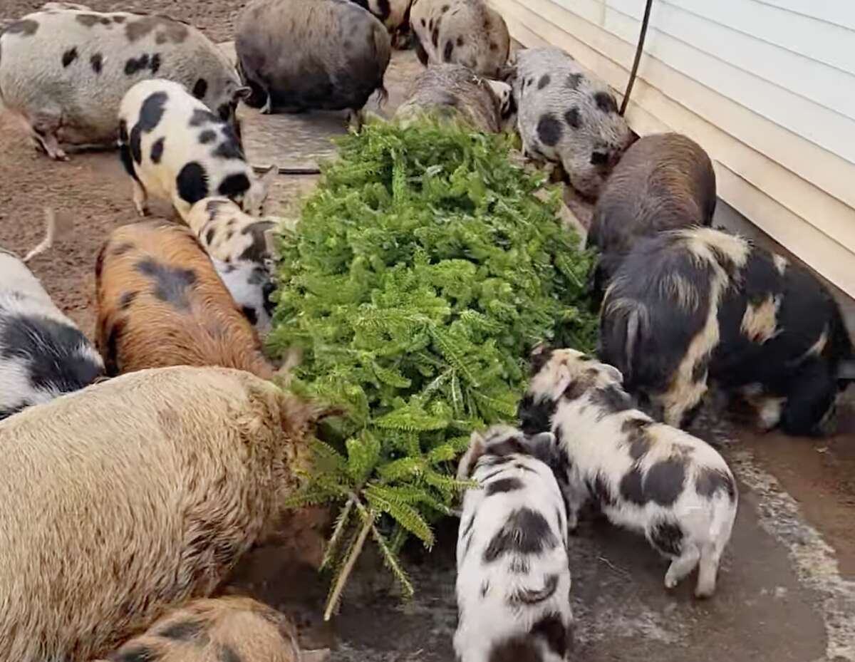 Animals chowing down on Christmas trees at Aussakita Acres Farm.