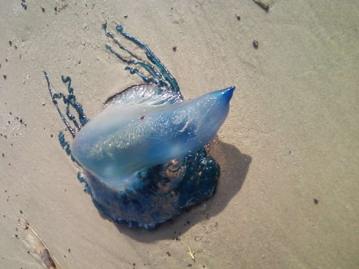 This is the Portuguese man o' war that gave me the creeps one time when we were at the beach when it would follow me with the purple tip as I walked around it.