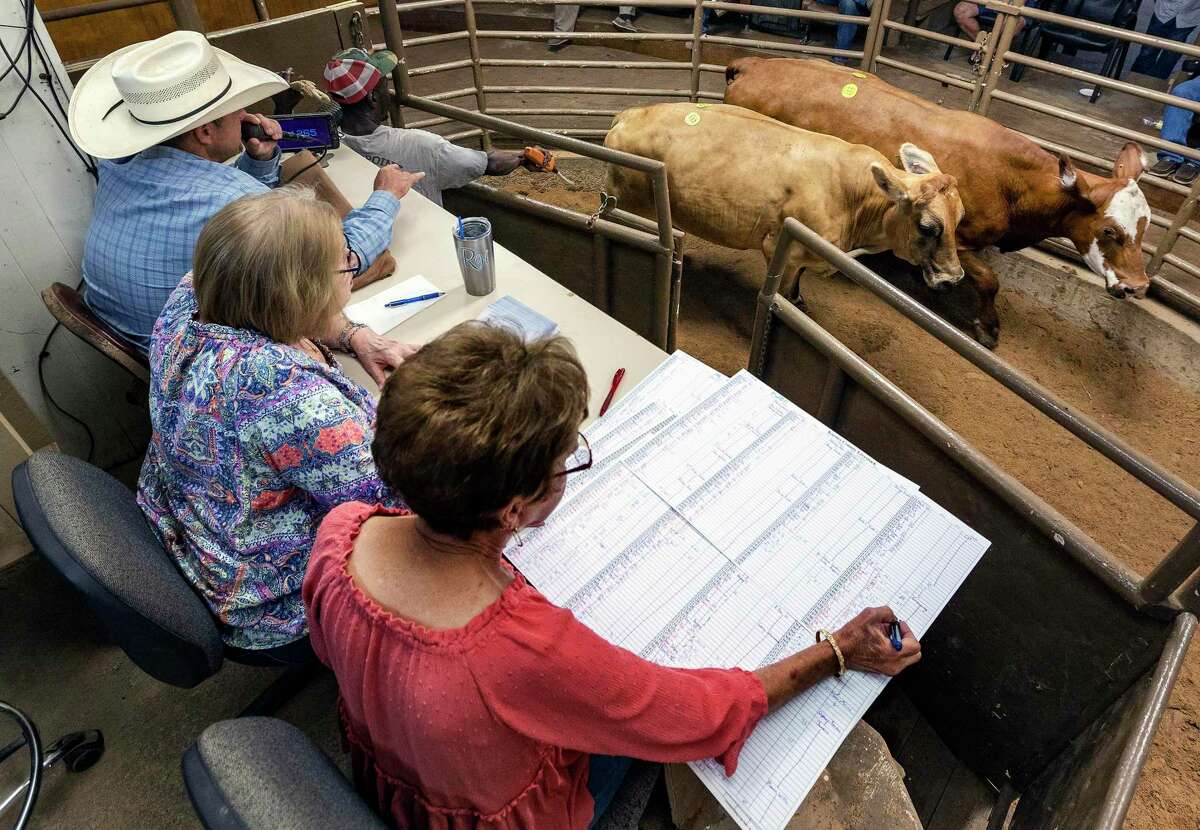 Wanda Schendel, right, fills out the ring sheet - the record of the cattle sold, who bought them and at what price - Thursday, July 14, 2022 at the Karnes County Livestock Exchange weekly cattle auction in Kenedy. The intensifying drought is forcing many ranchers to sell cattle early and area auction houses are seeing large increases in the number of cattle coming to auction. The Karnes County Livestock Exchange said they sold about double their usual number of cattle for this time of year at this week’s auction.