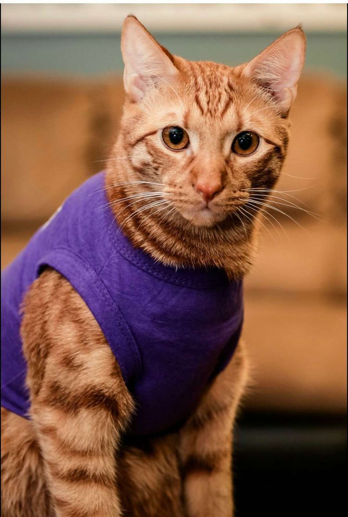 PILLAR's therapy cats serve valuable role to Laredo community