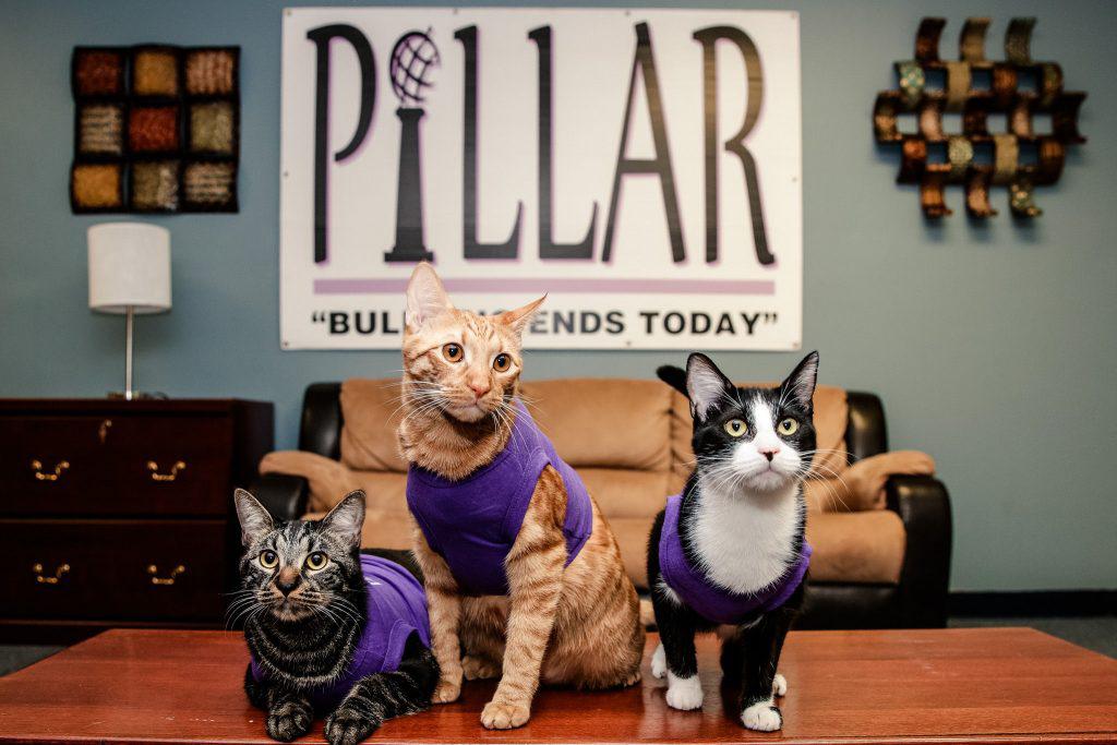 PILLAR's therapy cats serve valuable role to Laredo community