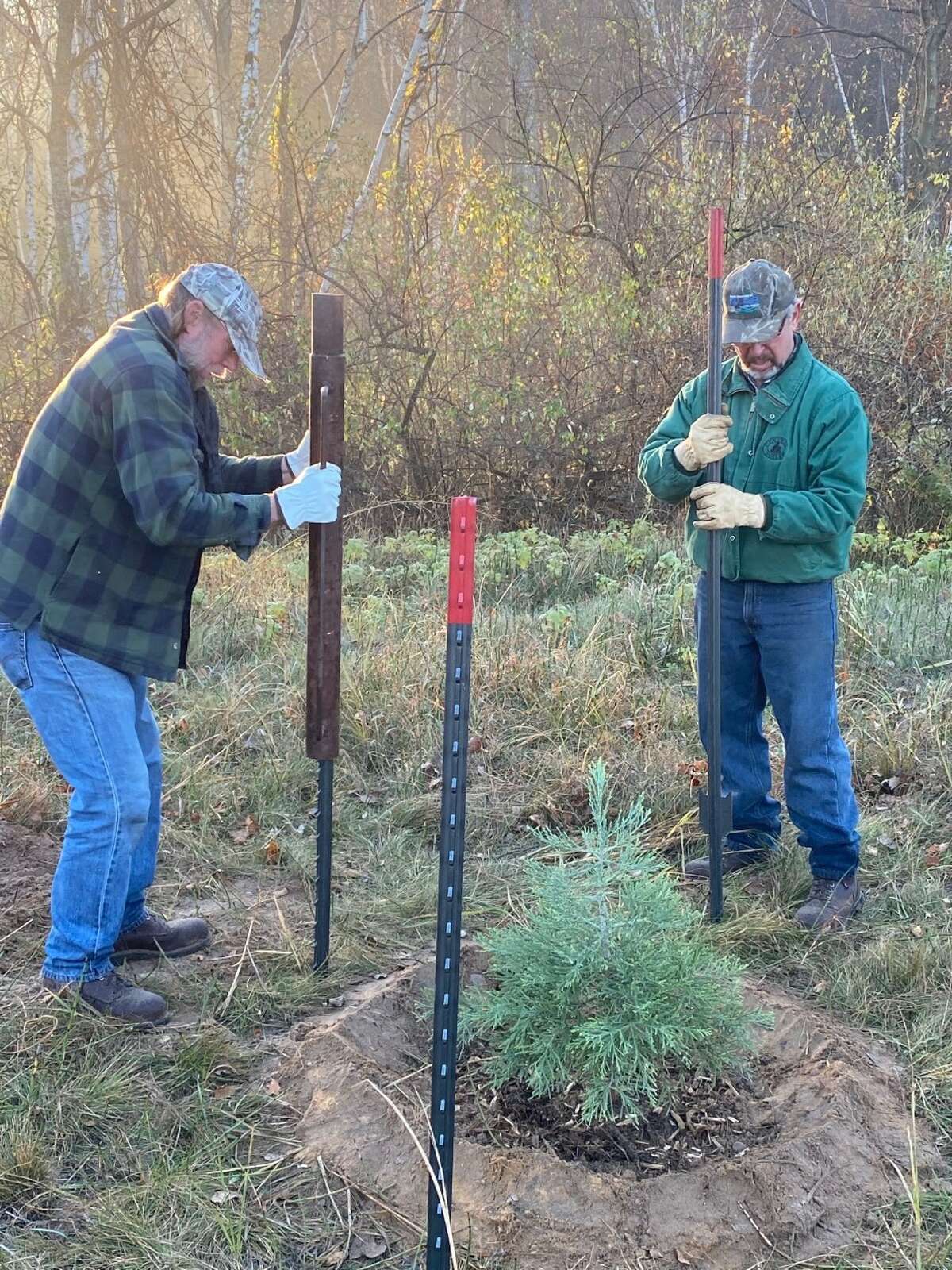 Sequoia trees planted by Paul Olen (left) and Bob Skiera in November could live for centuries at Magoon Creek Park in Filer Township. 