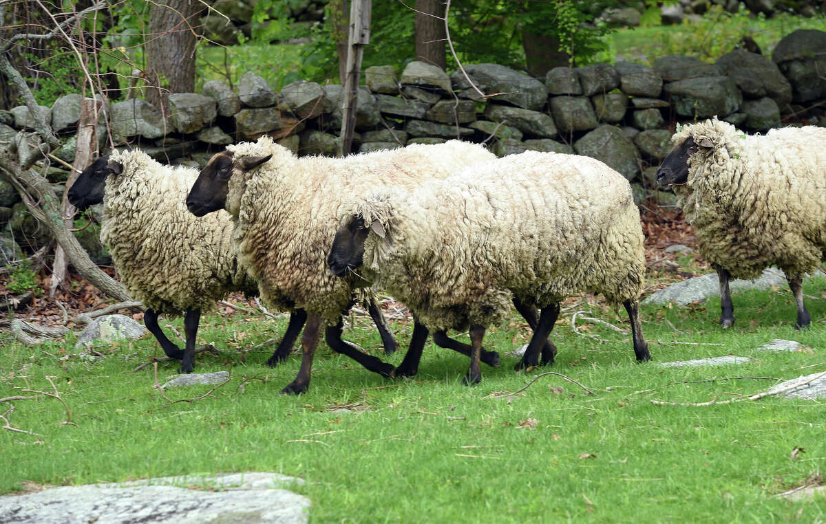 File photo: A Waterbury police department officer was placed on leave after the state commenced an investigation into a Beacon Falls farm over an animal rights complaint. The sheep in this photo were not at the Beacon Falls farm.