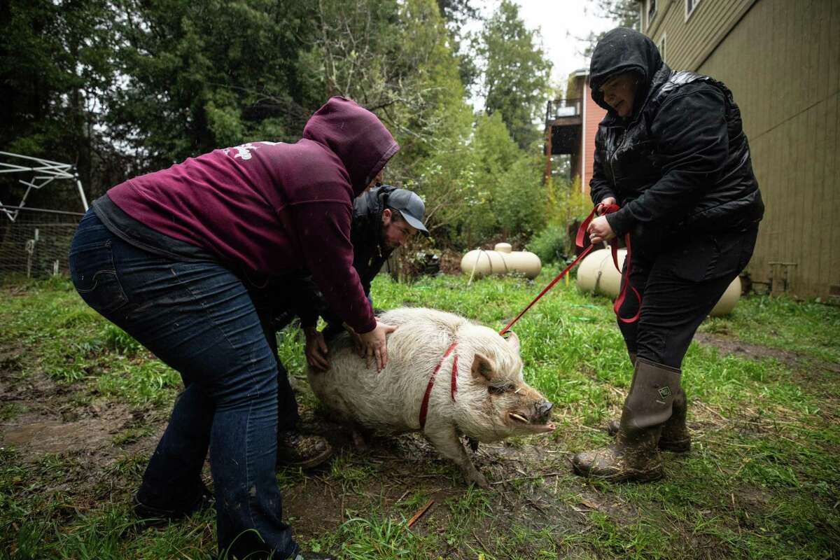 Ashley Armstrong, right, of We Care Animal Rescue with the of Verna Camara, Rufus Radke and Spenser Nice temporarily relocates Wilbur, a pot-bellied pig, from a home in Guerneville during a storm that brought heavy rains and the potentional of flooding to the Russian River Valley on Wednesday, Jan. 4 in Guerneville.