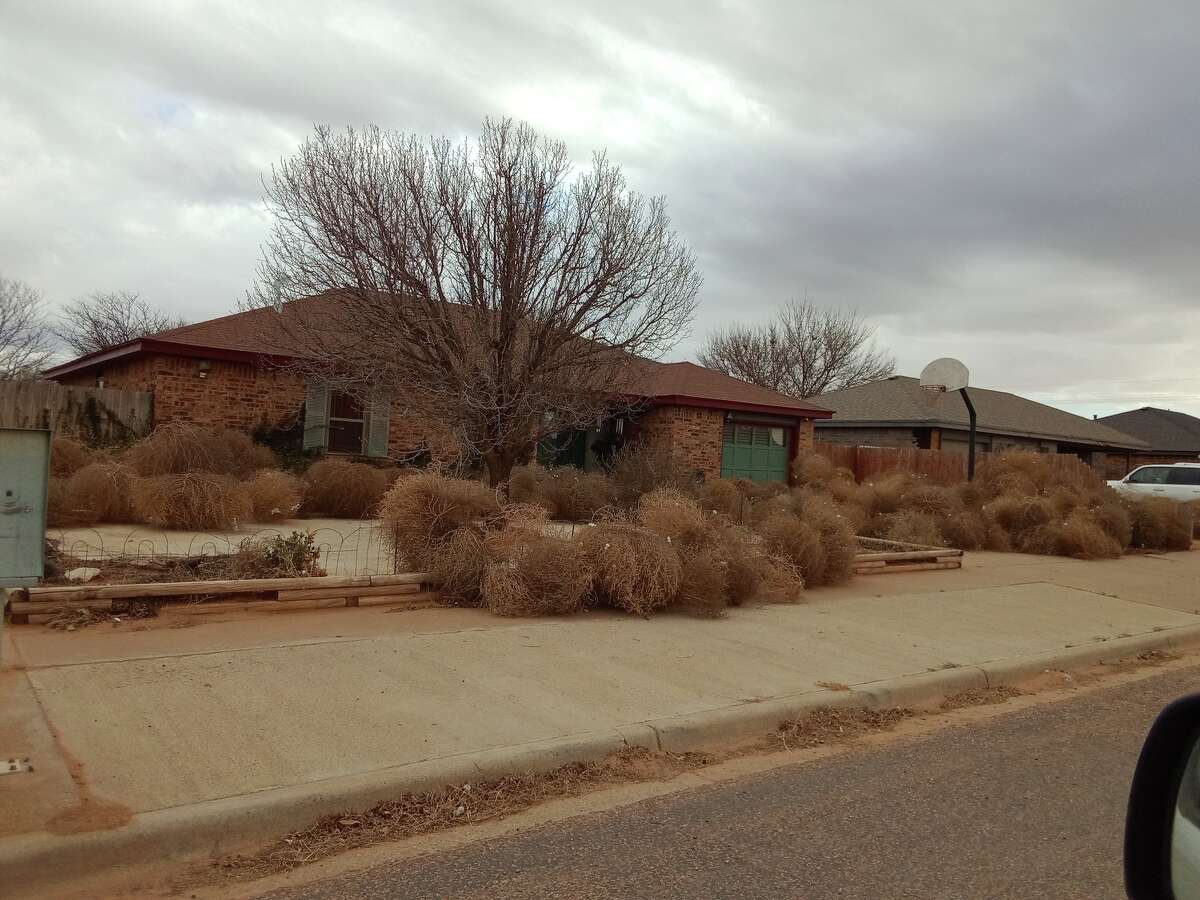 Huge tumbleweeds can be seen piled up outside homes and on streets in the West Texas town of Wolfforth just after the new year.