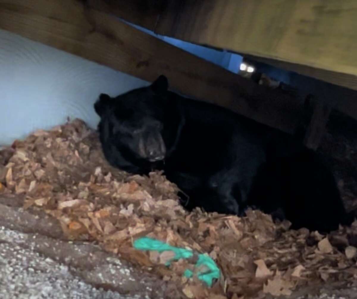 Marty the bear seen hibernating under the deck of the Dashukewich's family home in Plainville.