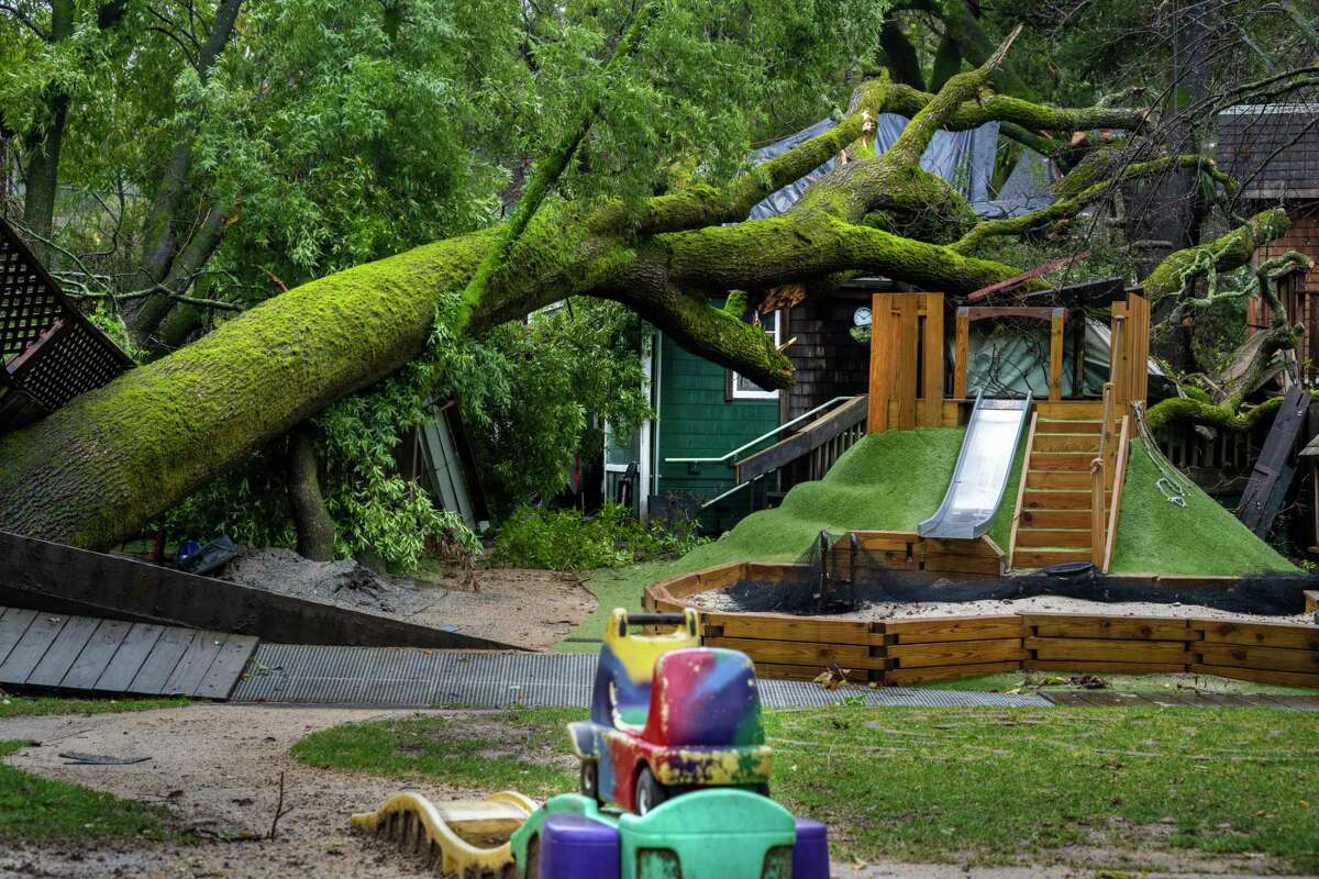 在本周早些时候的暴风雨中，一棵大橡树倒在了圣安塞尔莫合作幼儿园。