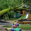 一颗大橡树落在圣安瑟莫合作社幼儿园在本周早些时候猛烈的暴风雨在马林县,这里显示星期五,2023年1月6日。