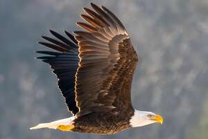 Bald eagle observatory opens in CT to record number of sightings