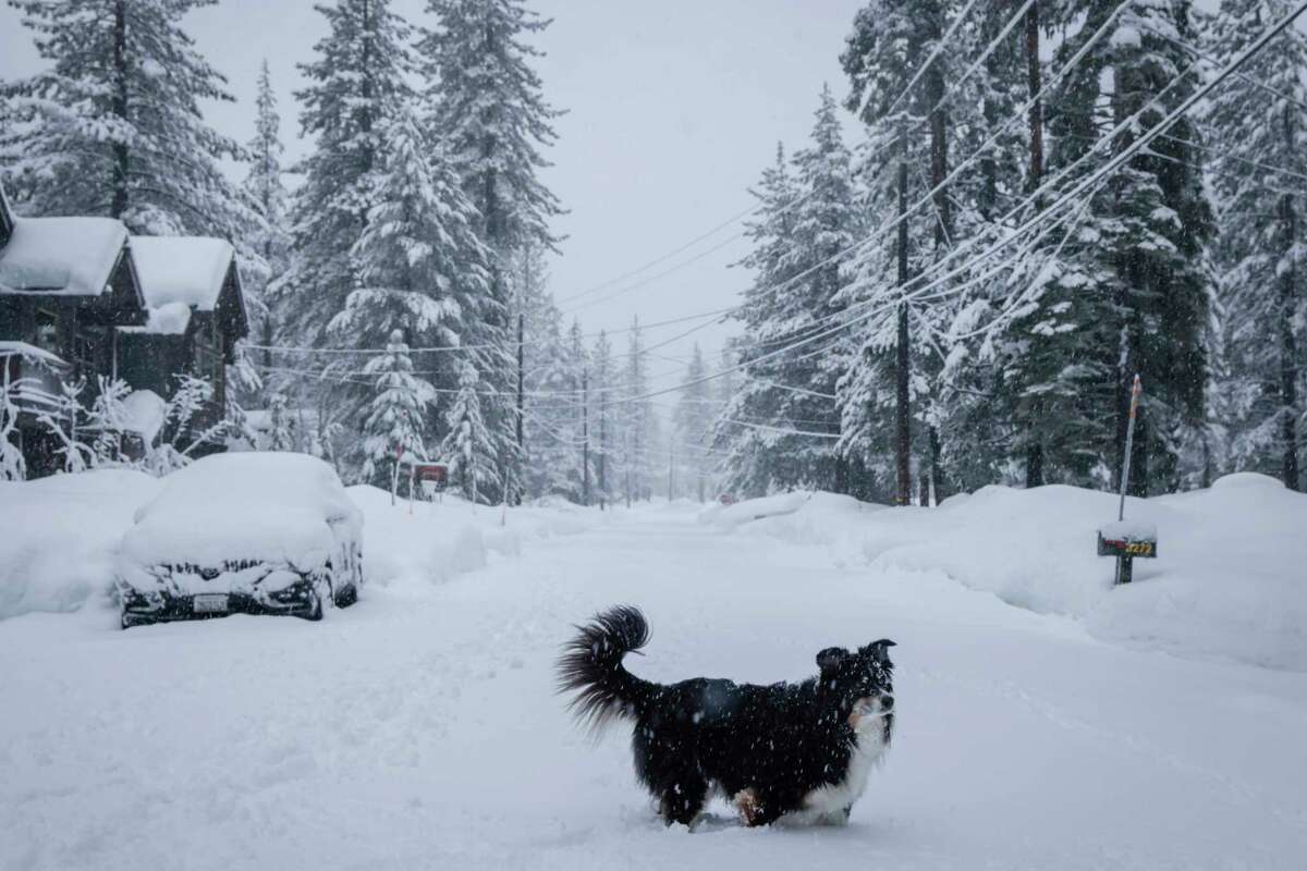 A dog named Koji runs through huge amounts of snow in a neighborhood off South Upper Truckee Road near South Lake Tahoe, Calif. on Thursday, Jan. 5, 2023.