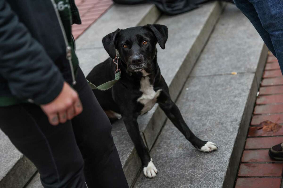 Thumper, 26, a homeless drug user, holds her dog, Bubba, on a leash while she chats with author Sam Quinones at Civic Center Plaza in San Francisco.