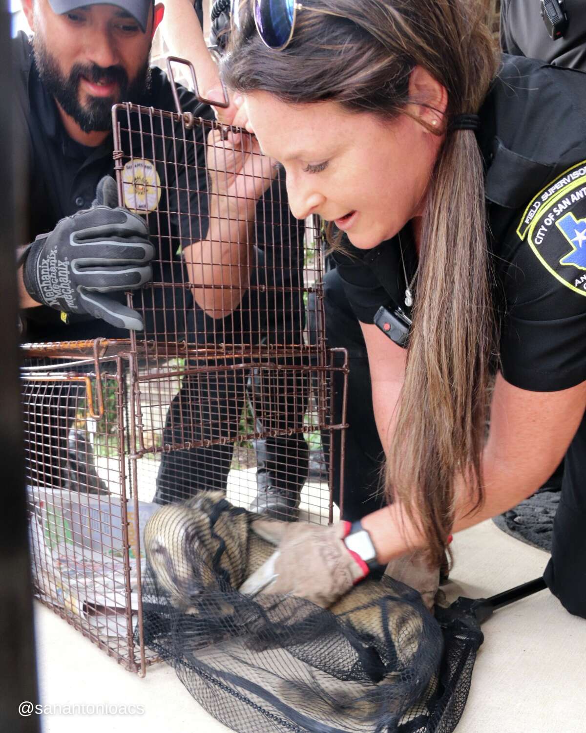 The San Antonio Animal Care Service recently rescued a South American coati from a Southside home. 
