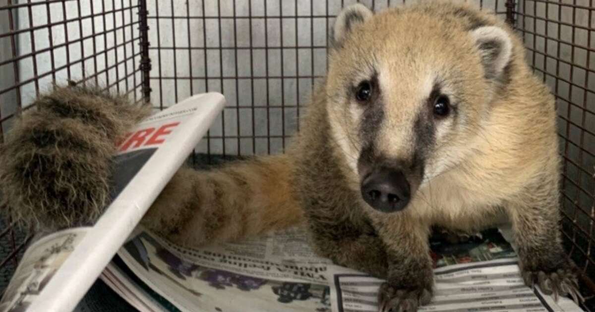 San Antonio Animal Care Services rescued a South American coati from a Southside home recently. 