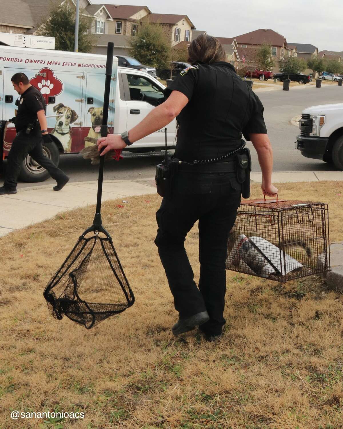 San Antonio Animal Care Services rescued a South American coati from a Southside home recently. 