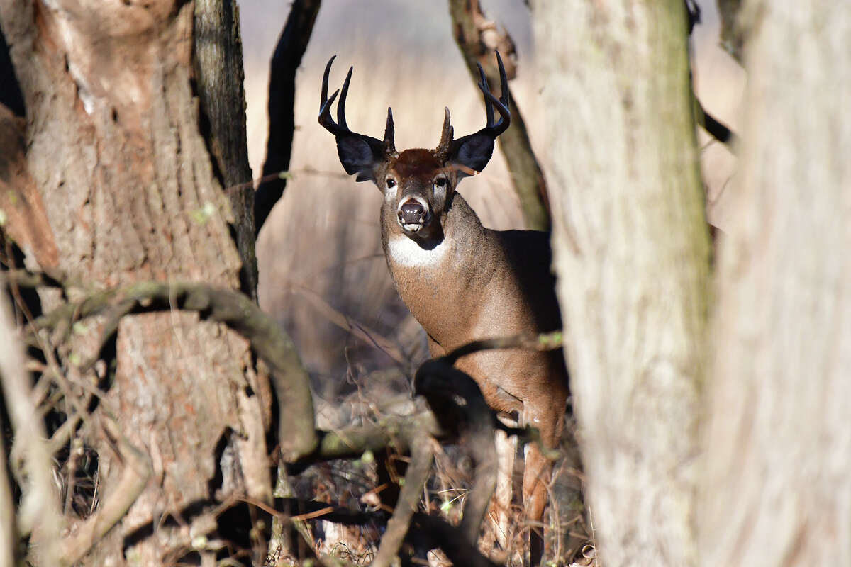 A deer peeks out from behind the shelter of a tree to survey its surroundings.