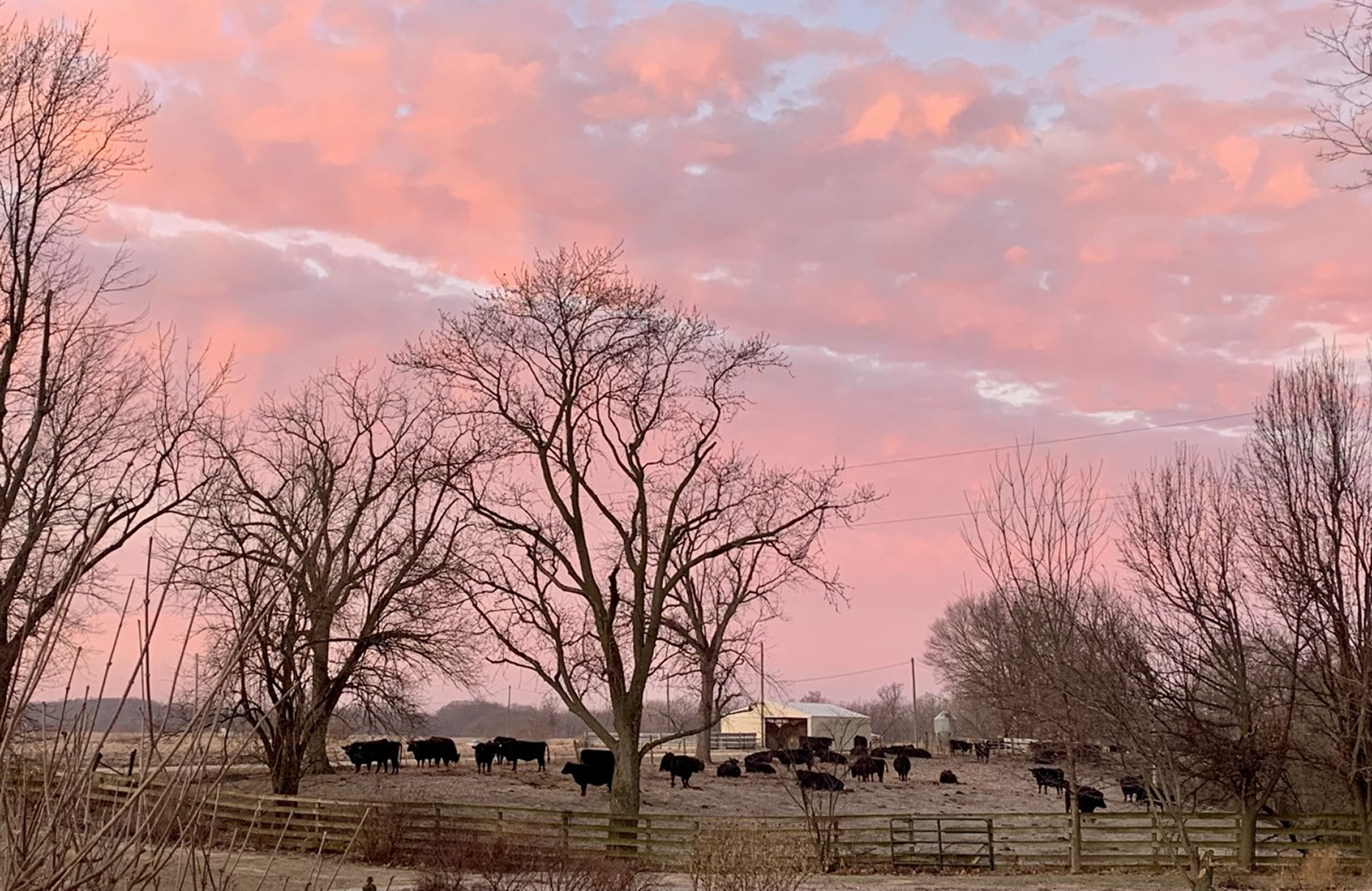 Reader Photo Cattle Call