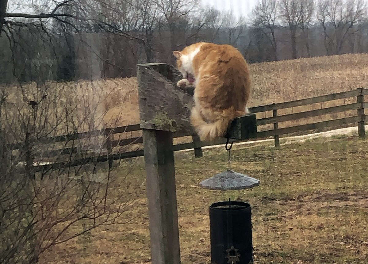 Bella the cat inspects a bird feeder on a farm in Hillview.