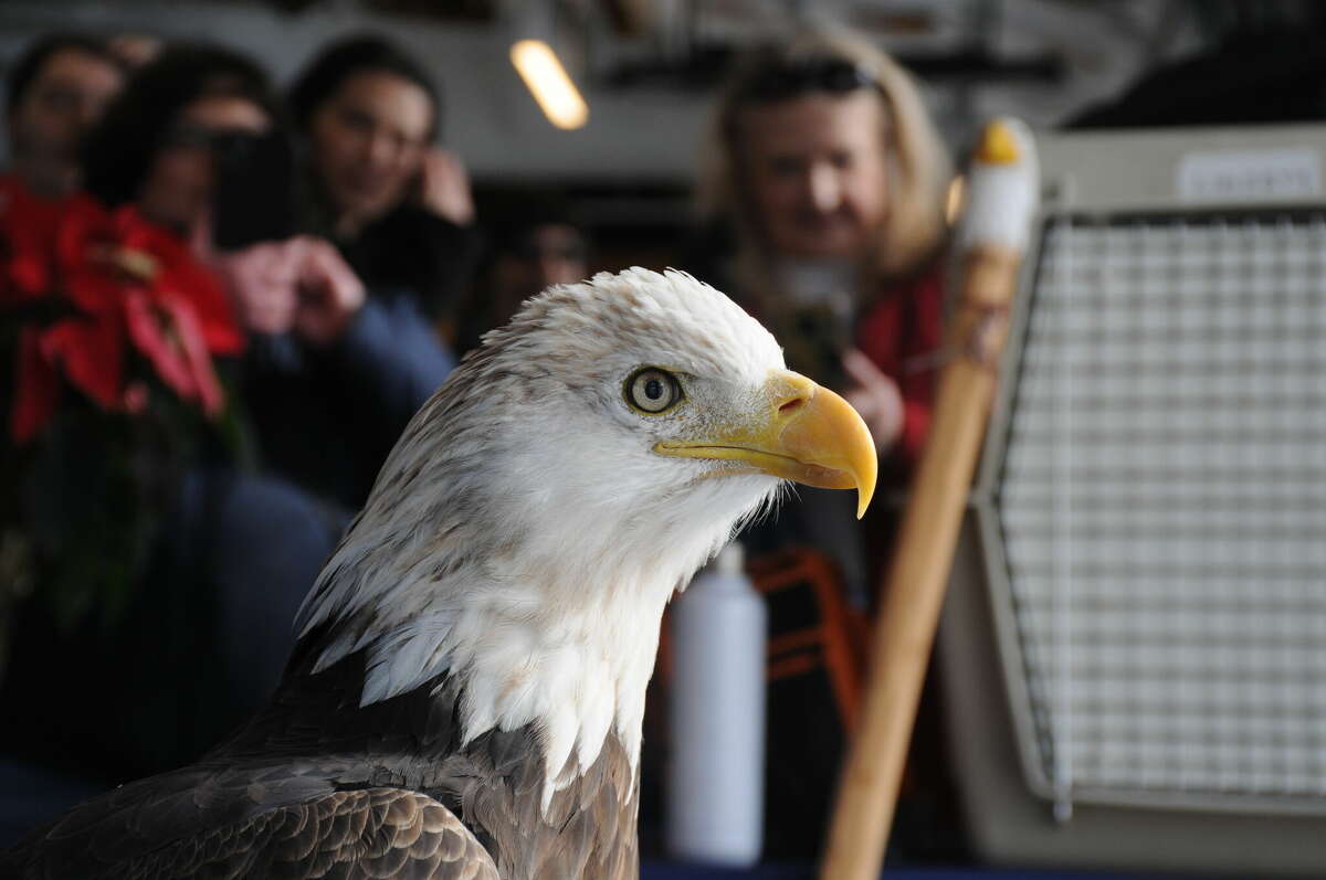 A bald eagle from World Bird Sanctuary in Valley Park, Missouri, poses for fans at the Flock Food Truck Park during Saturday's Eagle Ice Festival in Alton.