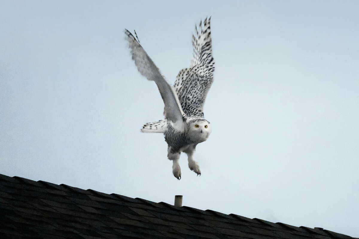 Rare sighting of snowy owl draws thousands to California suburb