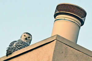 Rare sighting of snowy owl draws thousands to California suburb