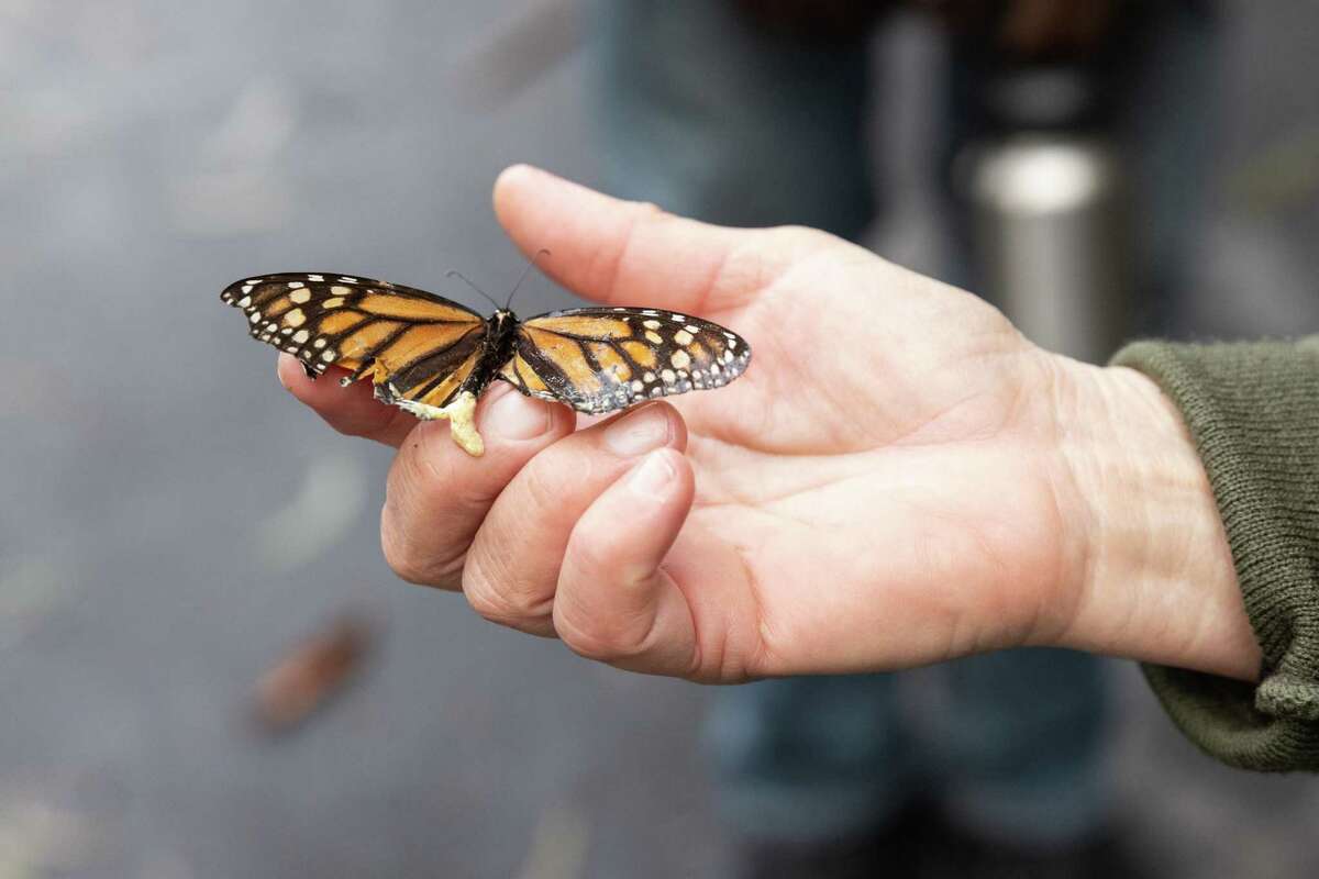 National Park Service Ranger Mia Monroe shows a monarch butterfly to a group during a count at the Presidio in San Francisco in early January.