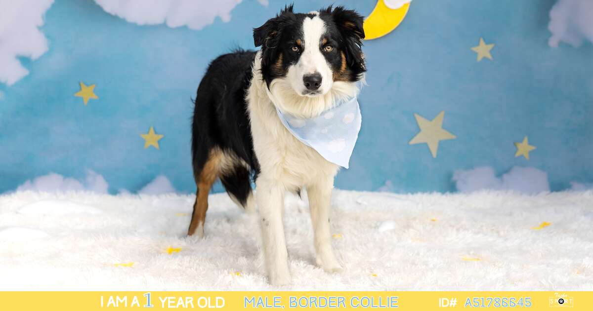 1-year-old male Border Collie.
