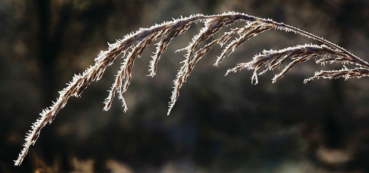 John Badman|The Telegraph Ice crystals form on the blades of prairie grass Monday morning at the National Great Rivers Research and Education Center on Lock and Dam Way in East Alton. Mother Nature put on a show of white frost crystals on top of nearly all plant life across the region. The hard frost didn't hang on very long with temperatures reaching into the 50s by afternoon. It's unlikely we'll see another frost as hard as this one for a few days at least, with temperatures climbing toward nearly 60 degrees on Wednesday.