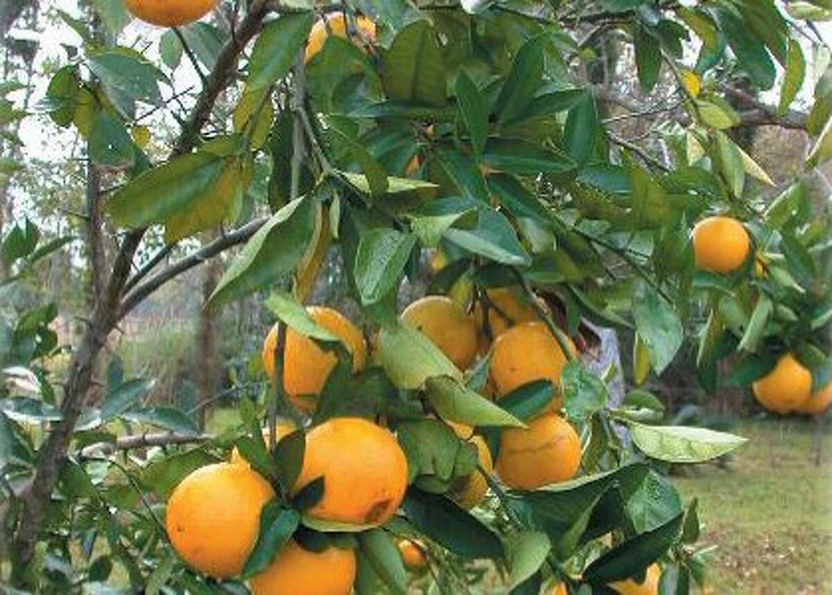This citrus plant is one of the many fruit trees that will be on sale at the Fort Bend Master Gardener's fruit tree sale Feb. 11, 2023.