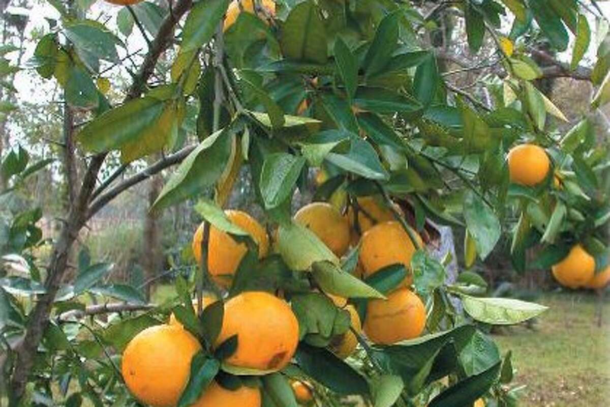 Story photo for This fruit tree sale offers 1,000 plants to replace what you lost in the December freeze.