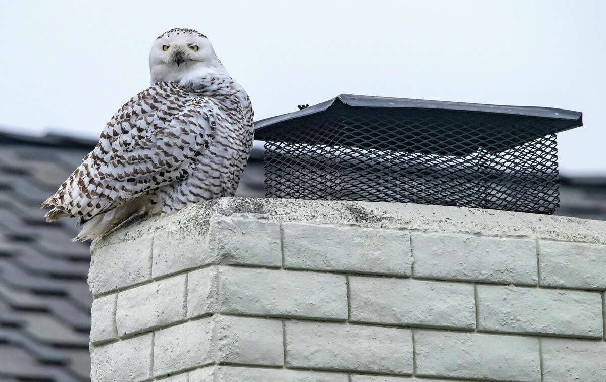 A snowy owl perches on the top of a chimney of a home in Cypress, Calif., on Tuesday afternoon, Dec. 27, 2022, as bird watchers and photographers gather on the street below to see the very unusual sight. A snowy owl, certainly not native to Southern California, has made an appearance in a residential Cypress neighborhood, drawing avid ornithologists and curious bird gawkers alike. (Mark Rightmire/The Orange County Register via AP)