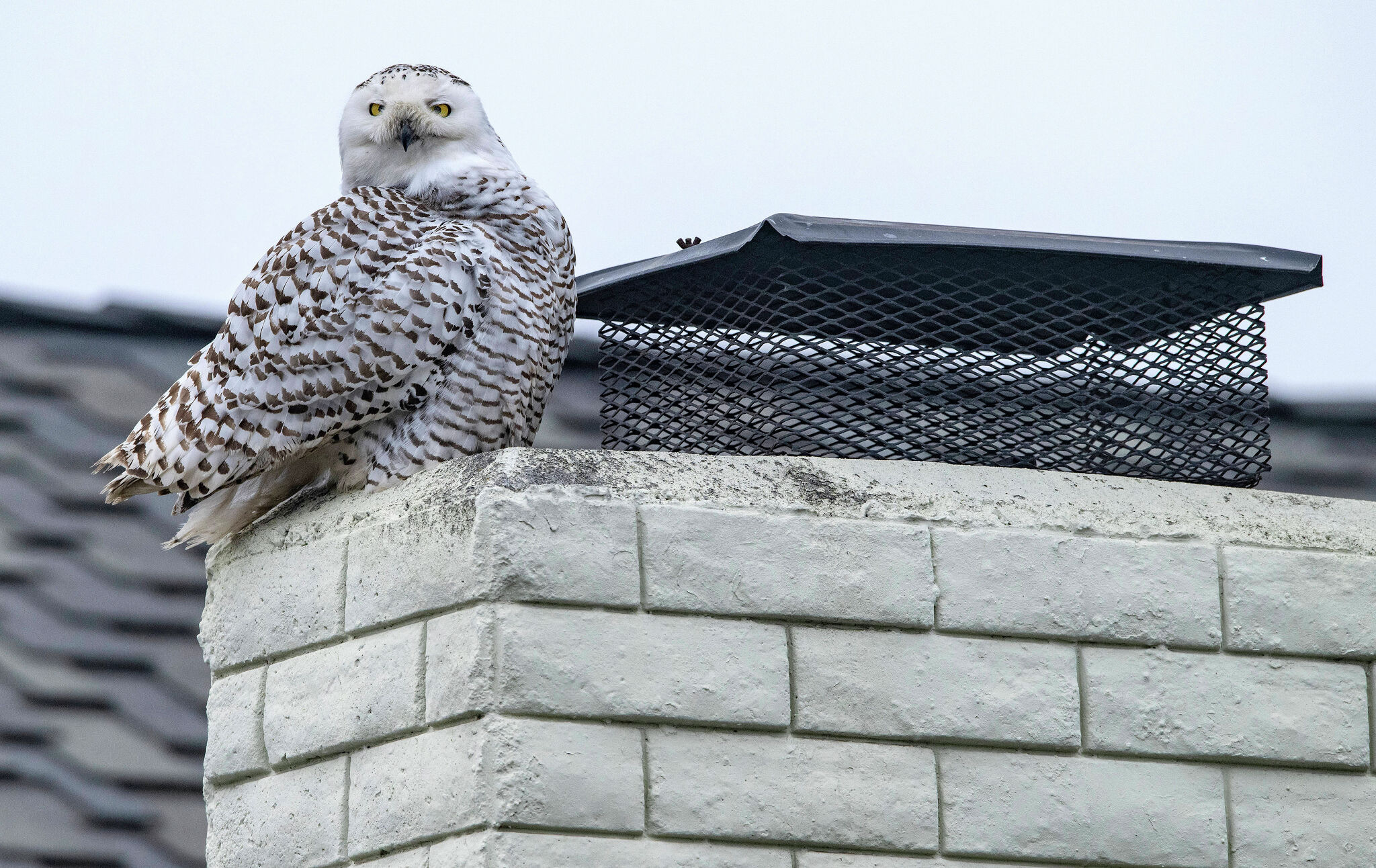 Snowy Owl Finds Winter Refuge In Michigan