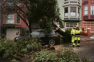 Map shows exactly where 289 trees fell down in San Francisco during recent storms
