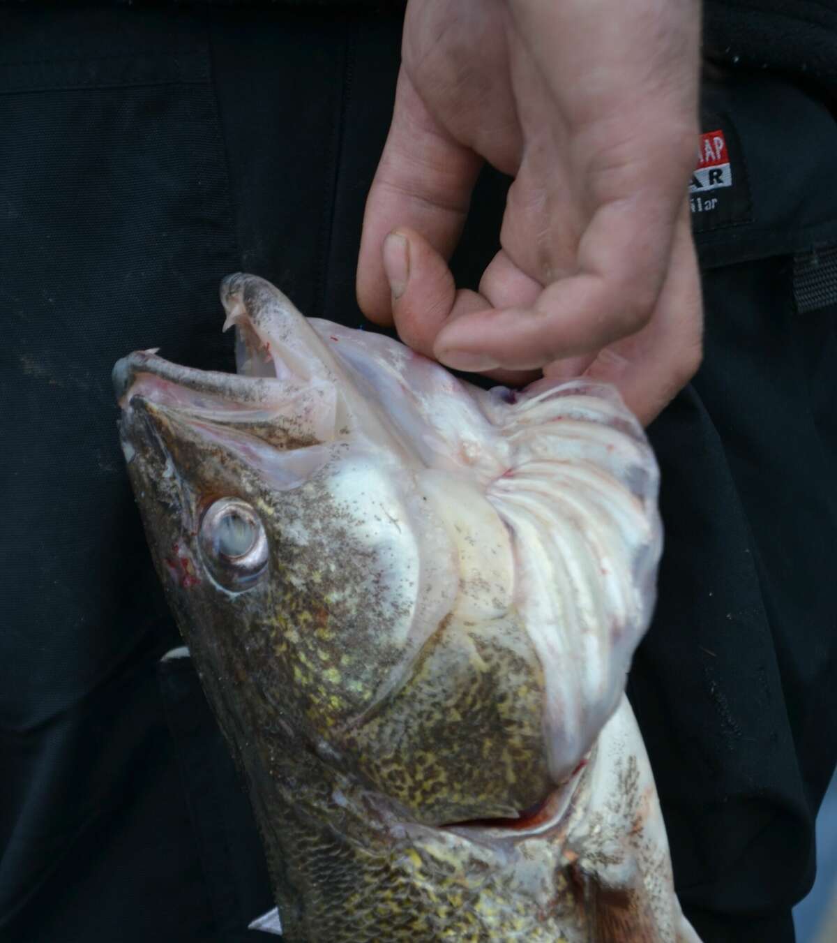 The target of many a Saginaw Bay watershed fishing trip -- an eating-sized walleye.