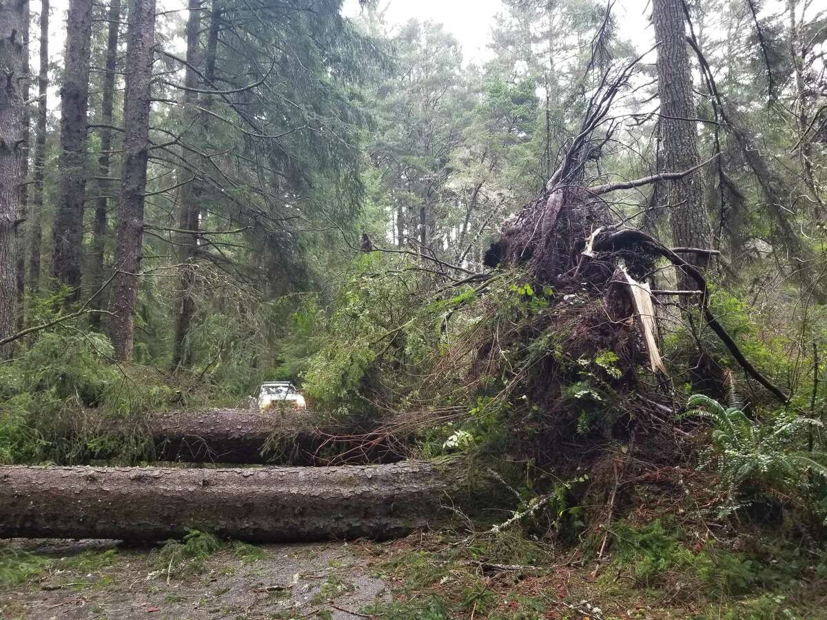 Large downed trees blocked several roadways into and around Sue-meg State Park in Humboldt County.