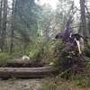 巨大的倒下的树木堵塞了进入洪堡县苏梅格州立公园及其周围的几条道路。