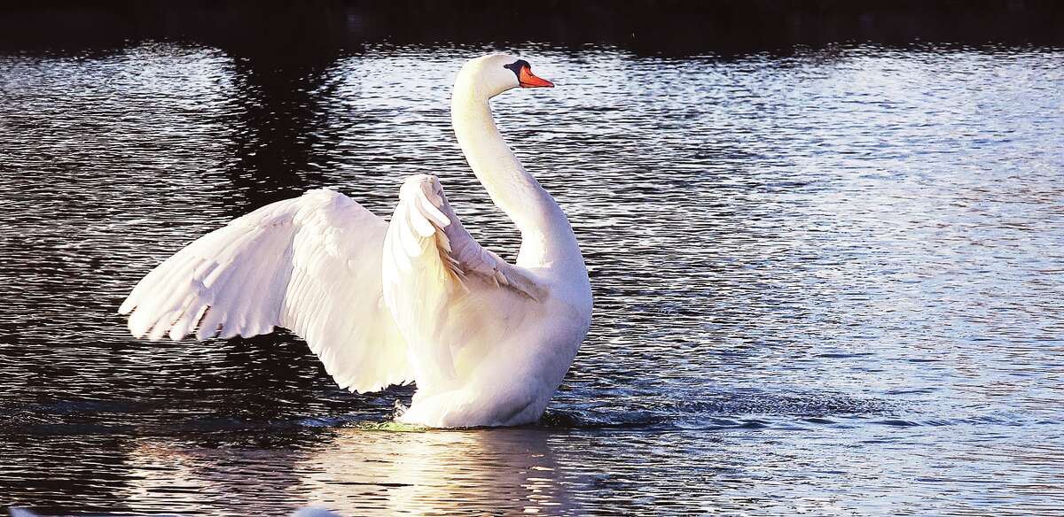 John Badman|The Telegraph A swan struts his stuff Tuesday on the lake inside Roselawn Memory Gardens in Bethalto. Everyone may be strutting Wednesday when the mercury hits 60 degrees.