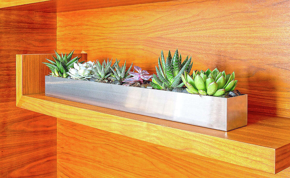 Succulents are low-maintenance houseplants that add interest and beauty to indoor decor.