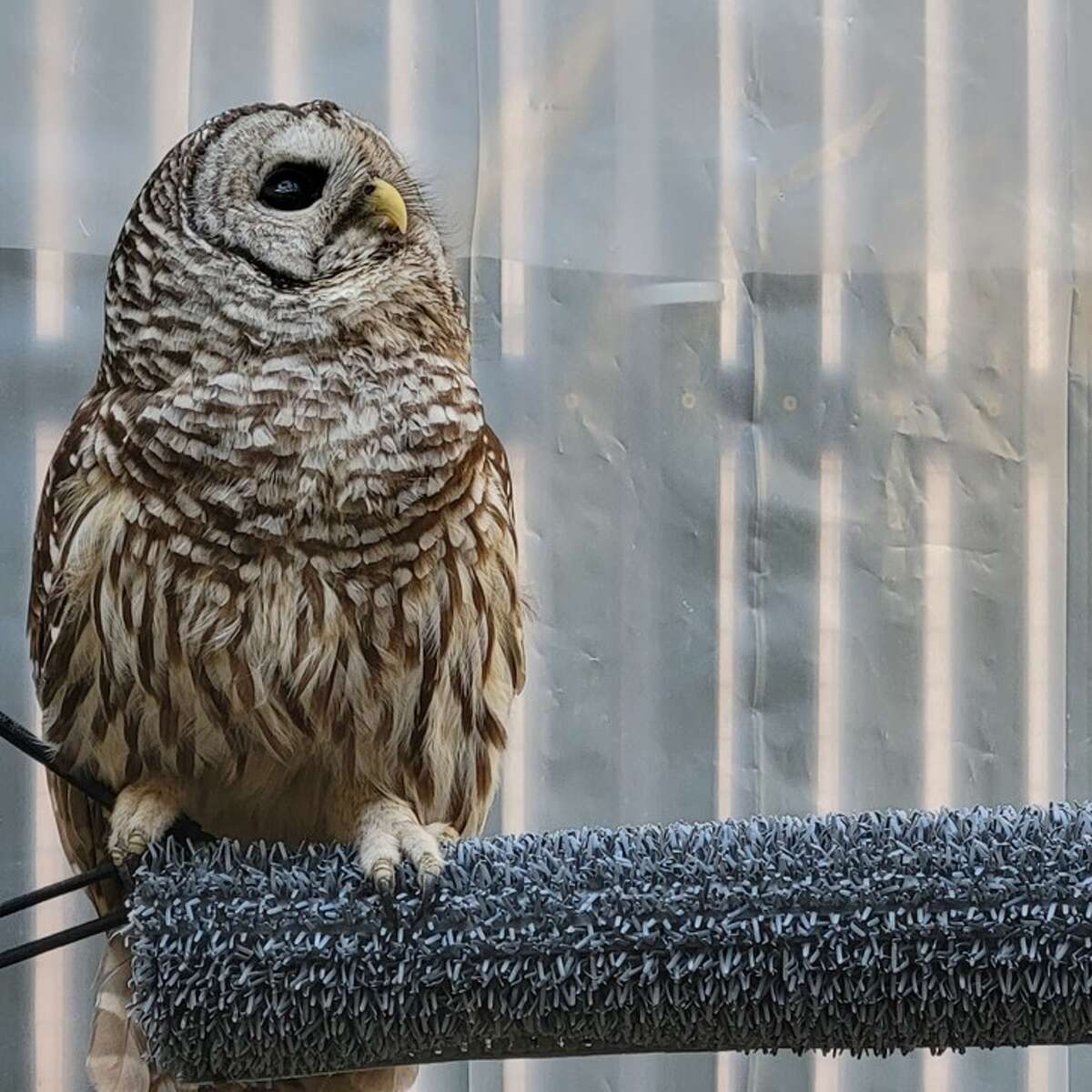 A barred owl injured in Manistee County is set for release in Wellston on Jan. 13.