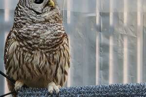 Rehabbed owl set for Friday release in Wellston