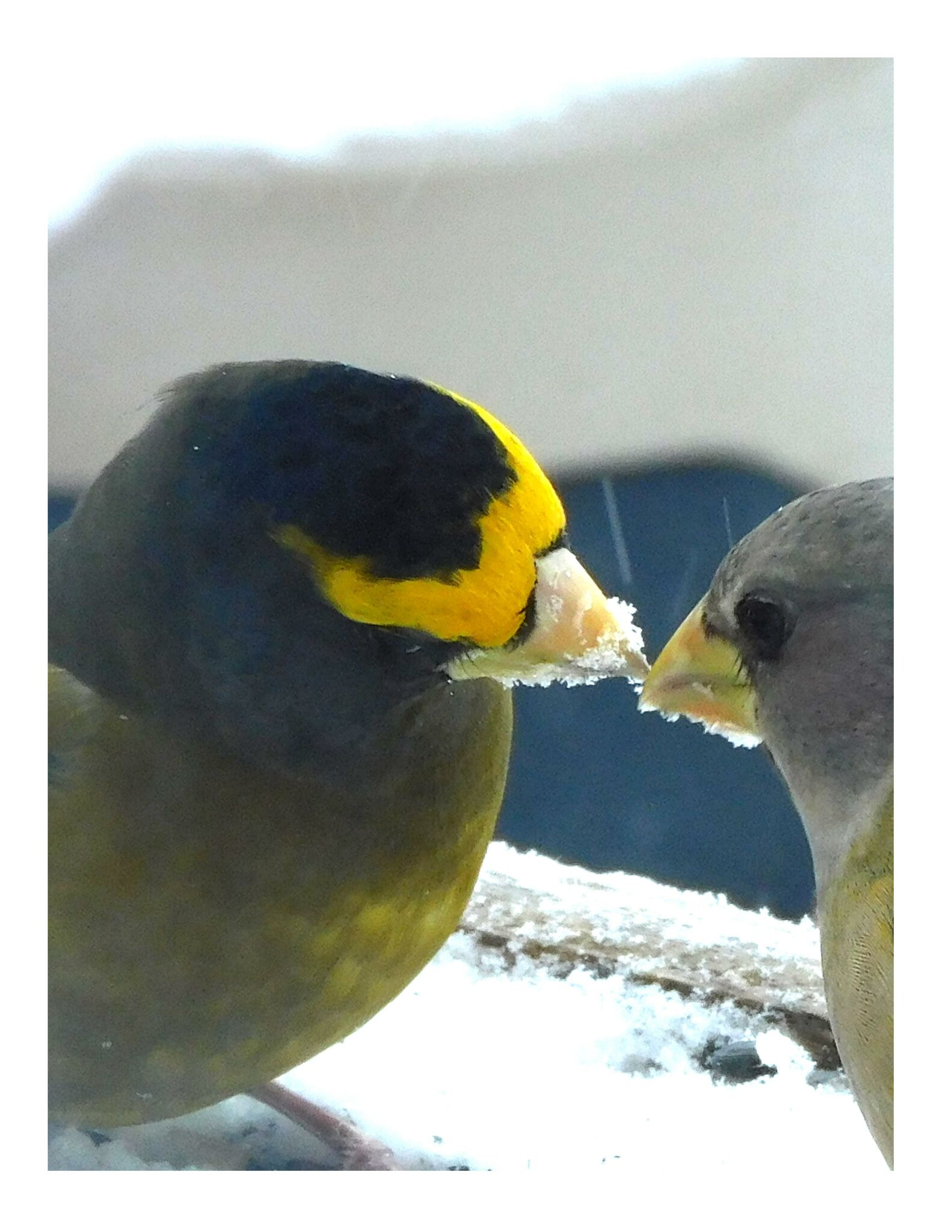 The Evening Grosbeak is a boldly colored bird that can lift your spirits
