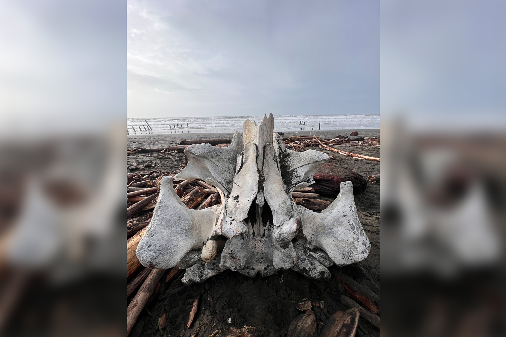 Remains of mysterious large sea creature found at San Francisco beach