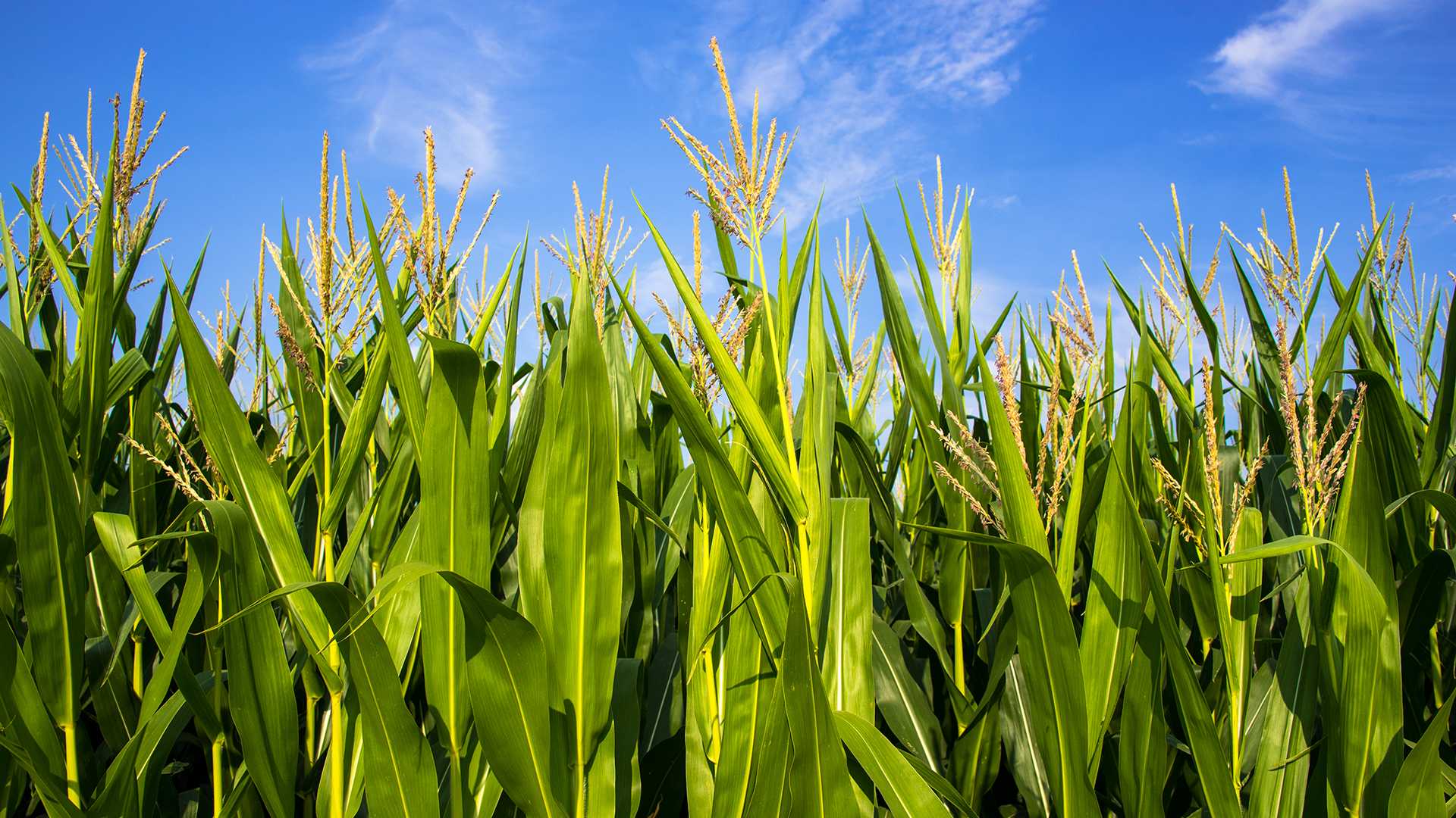 a-group-of-professional-athletes-bought-a-104-acre-farm-in-iowa