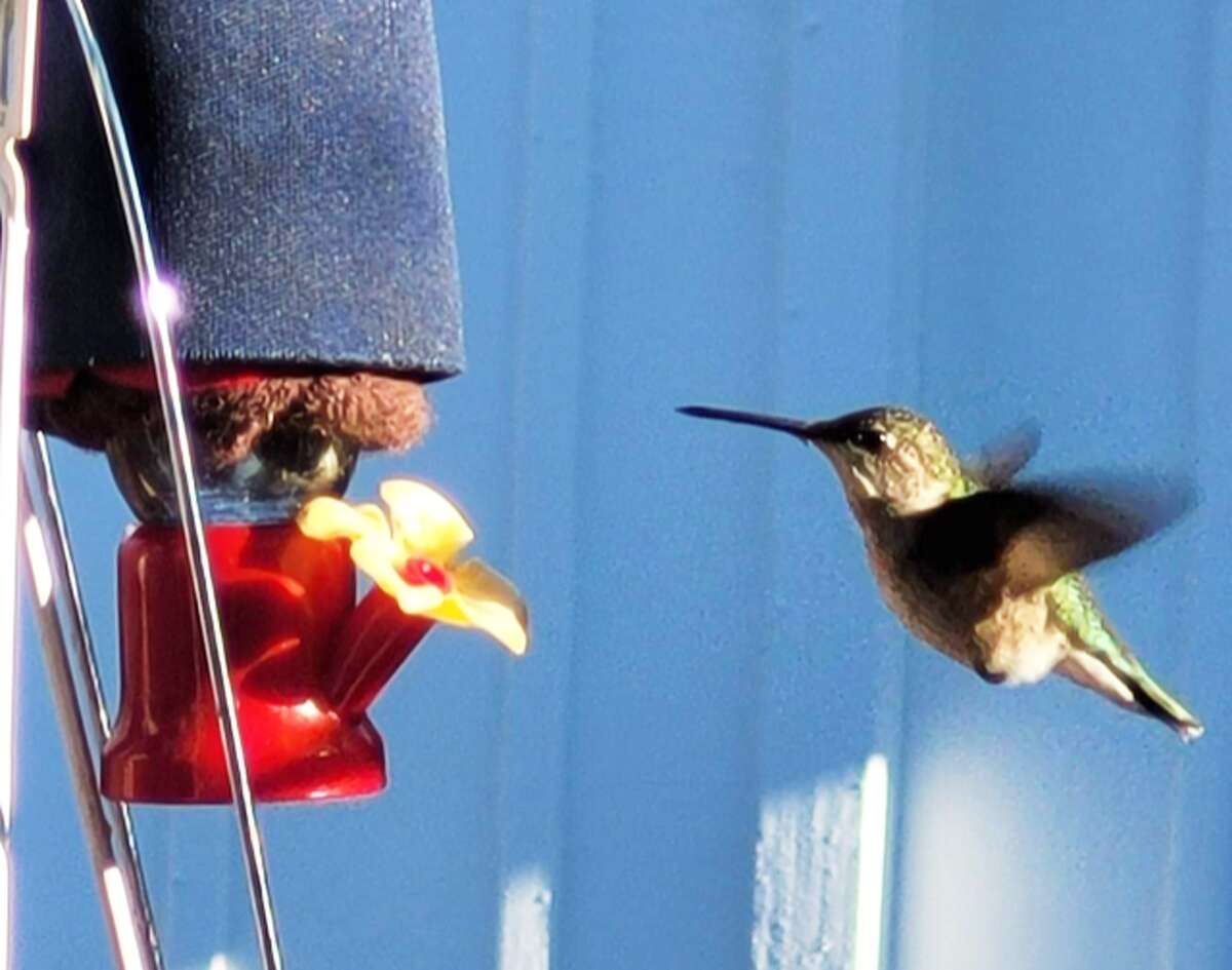 Juvenile ruby-throated hummingbird called "Frosty," seen in Haddam, was supposed to migrate south in Oct. but there as late as Dec. Experts say it has since disappeared, and wonder if it has to do with climate change.