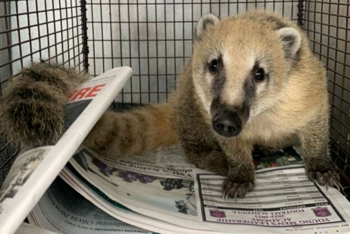 A coatimundi was captured in San Antonio last week and transported to a wildlife sanctuary for care.