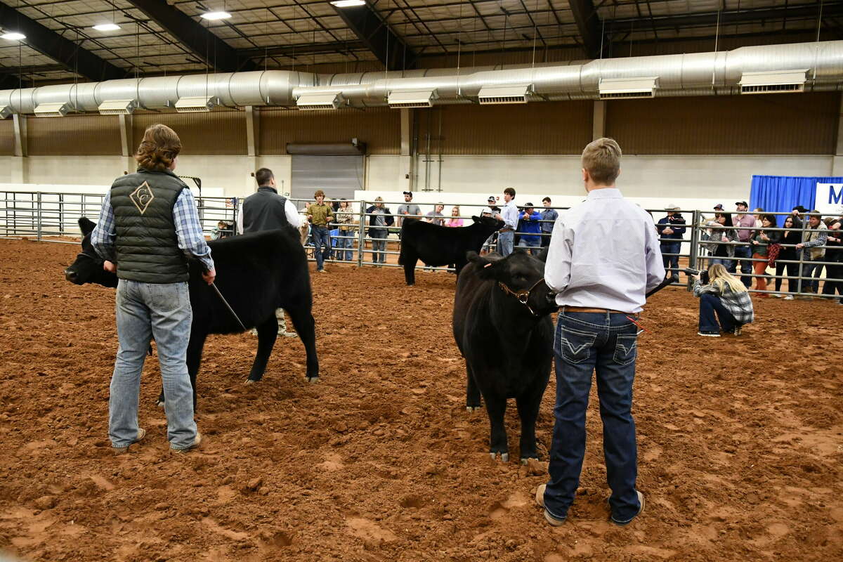 Scenes from night one of the Midland County Livestock Association annual county show -- heifers. 