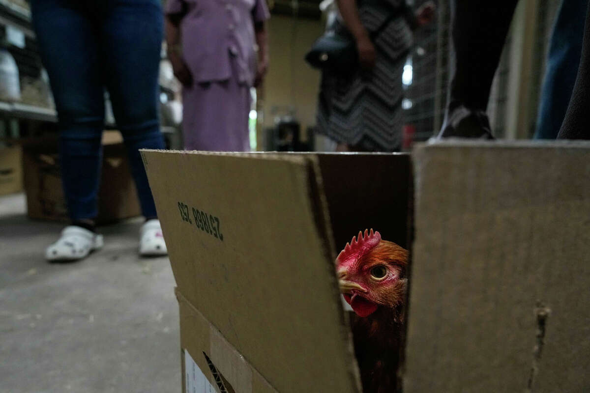 Story photo for Houstonians buck expensive egg prices by buying or renting chickens instead