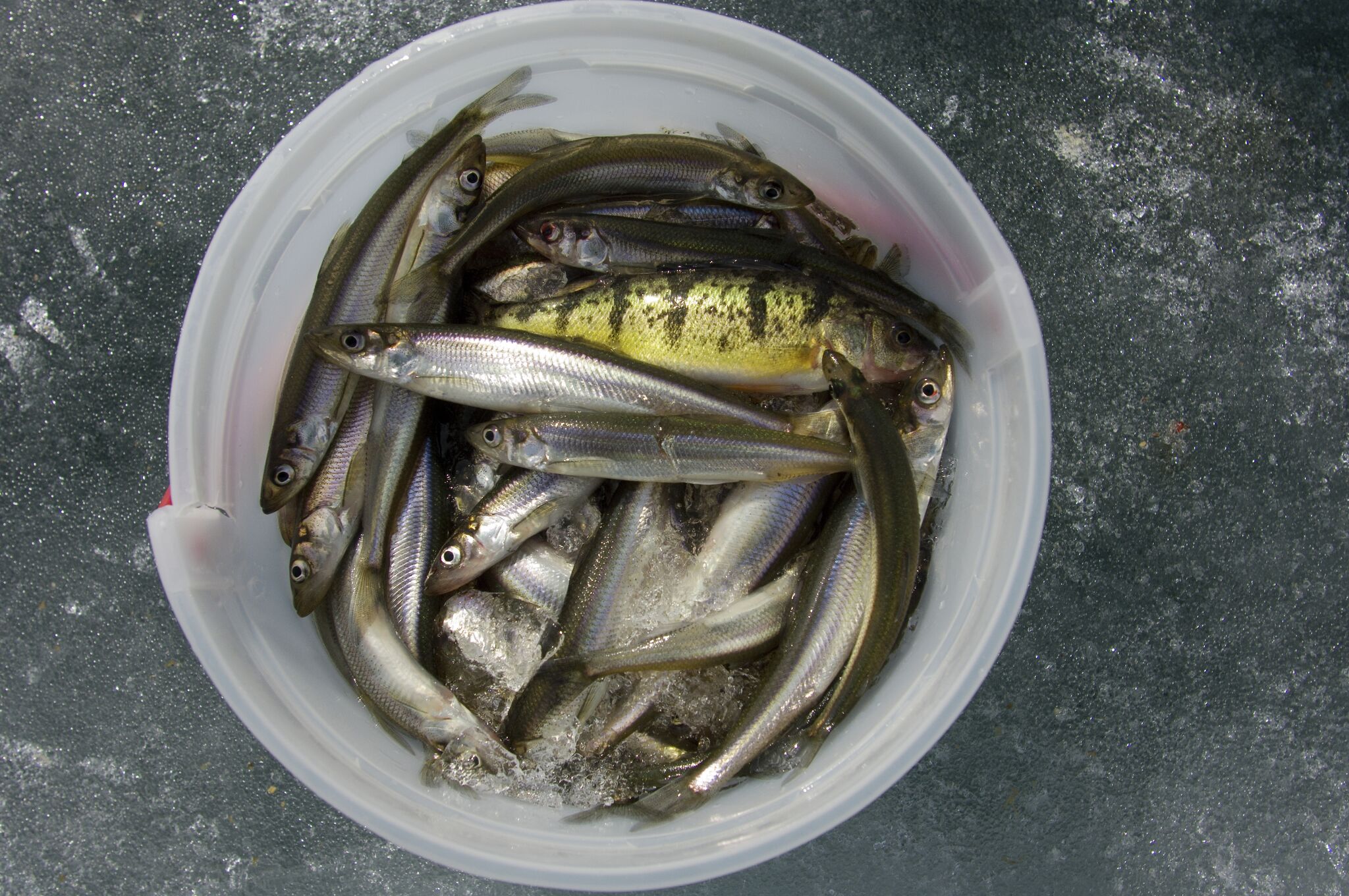Fish eating advisories warn of PFAS chemical in Lake Michigan