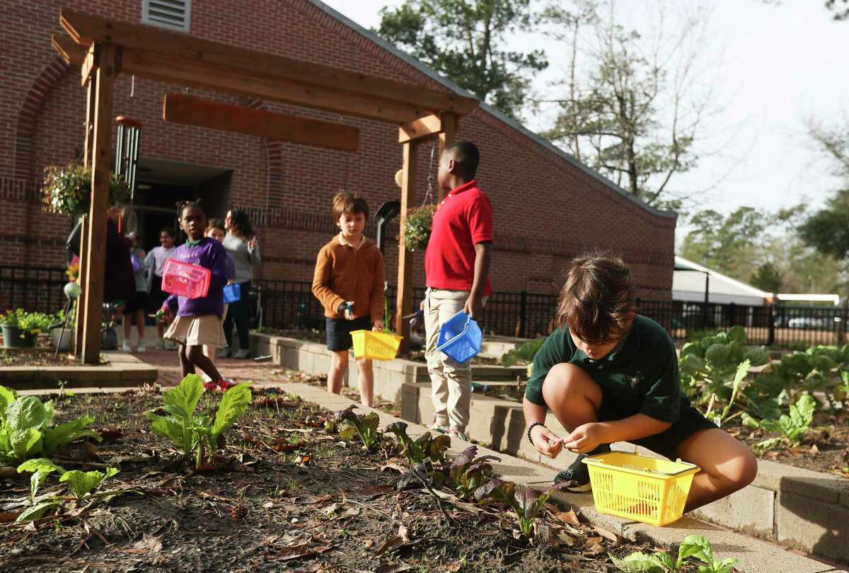 Second-grade science students harvest vegetables at The John Cooper School’s Mitchell Lower School garden during class, Thursday, Jan. 12, 2023, in The Woodlands. The vegetables harvested from the garden were later incorporated by the school’s chefs into 1,500 lunches for students, staff and faculty.