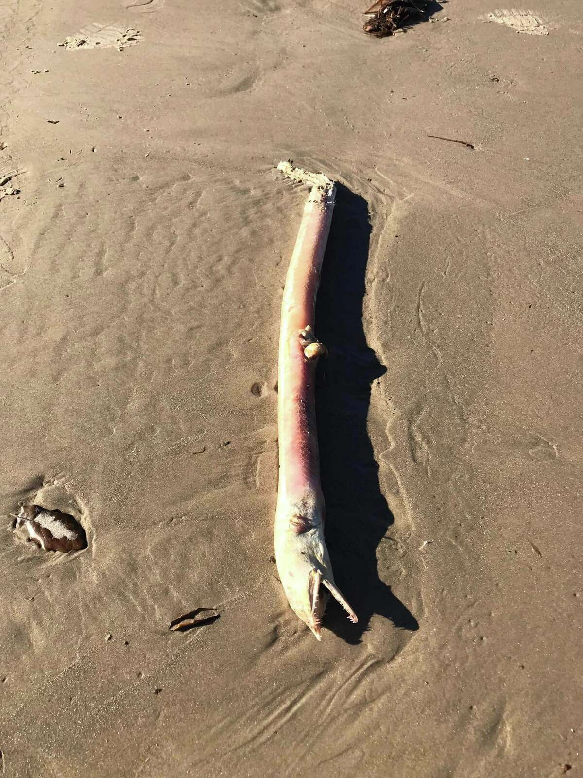 'Strange' Creature Washes Ashore From Galveston Bay